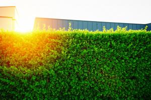 Imagem para o artigo: Cerca Viva em Nova Mutum: Transforme Seu Terreno em um Oásis de Privacidade e Beleza Natural