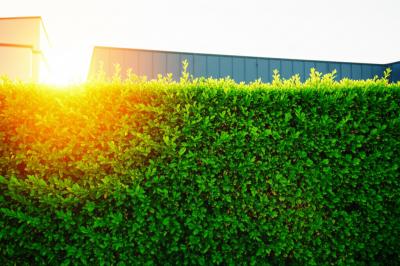 Cerca Viva em Nova Mutum: Transforme Seu Terreno em um Oásis de Privacidade e Beleza Natural