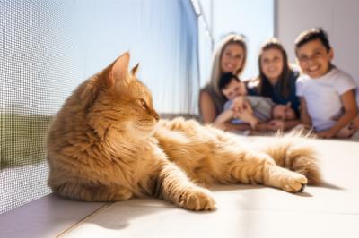 Seu Coração Acelera Cada Vez Que Seu Gato Se Aproxima da Janela? A Solução Definitiva Chegou em Nova Mutum!