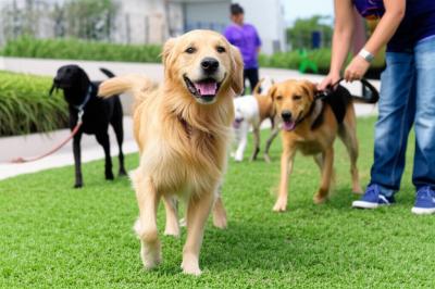 Viaje Tranquilo, Trabalhe Focado: Seu Pet Feliz e Seguro no Melhor Hotel para Pets de Nova Mutum!